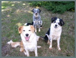 The BuzznHum Employees